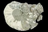 Pyritized Ammonite (Pleuroceras) Fossil - Germany #125388-1